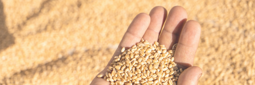 O consumo de grãos integrais como parte de dietas saudáveis e sustentáveis
