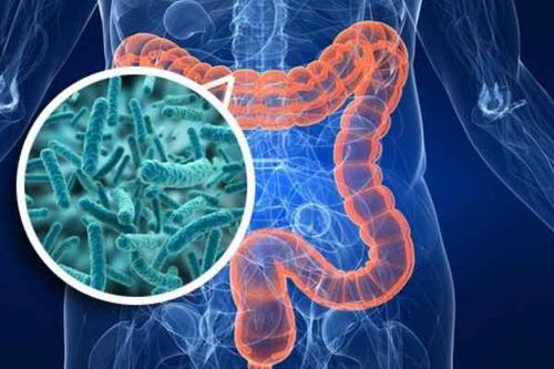 Saúde intestinal e nutrição: um importante pilar para o seu atendimento